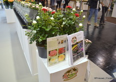 Sweet Home Rose, Celebration. Two roses in one pot.